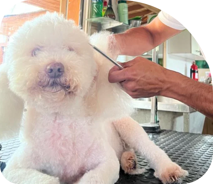 Peluquería para perros