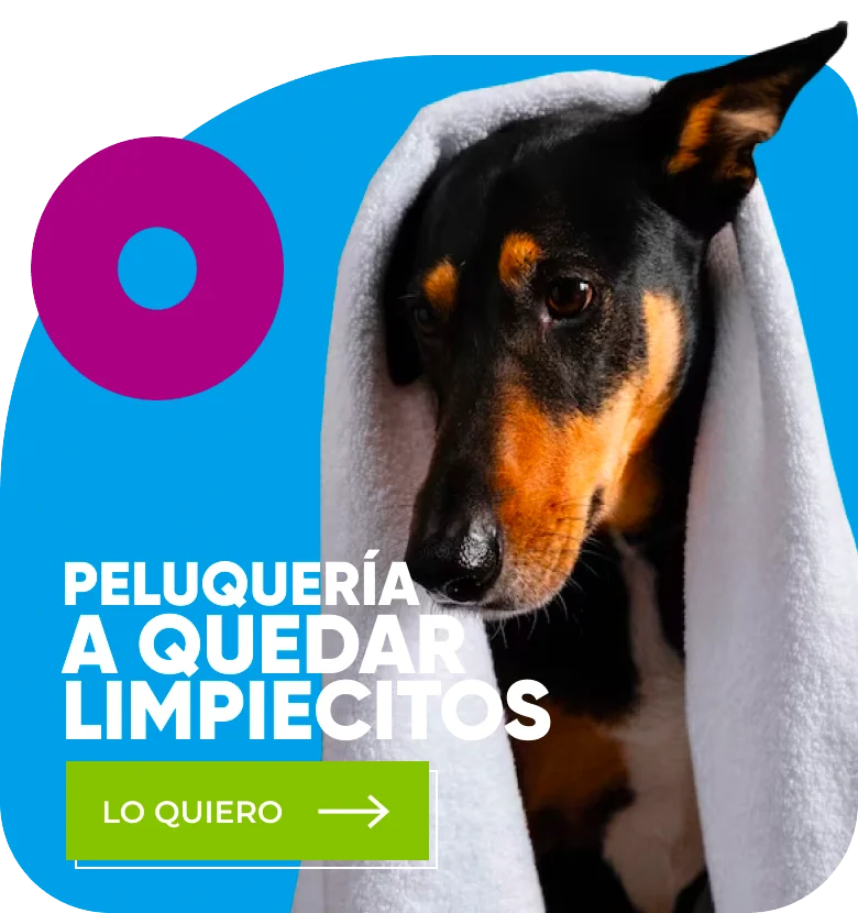 Secando a un perrito después de una ducha